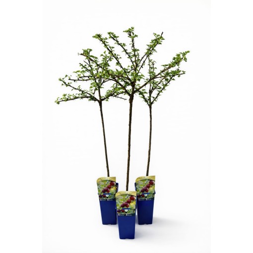 Groseillier à maquereau rouge ‘Hinnonmaki Red’ C2 (plante greffée sur tige)