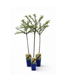 Groseillier à maquereau rouge ‘Hinnonmaki Red’ C2 (plante greffée sur tige)
