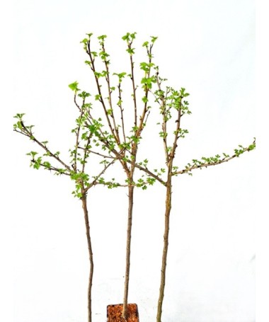 Groseillier à maquereau rouge ‘Hinnonmaki Red’ C2 (plante greffée sur tige)