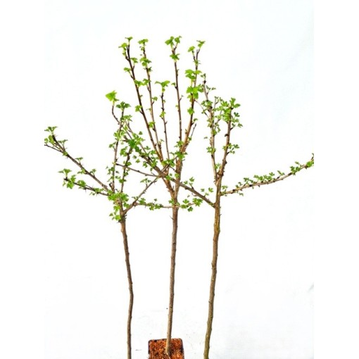 Groseillier à maquereau rouge ‘Hinnonmaki Red’ C2 (plante greffée sur tige)
