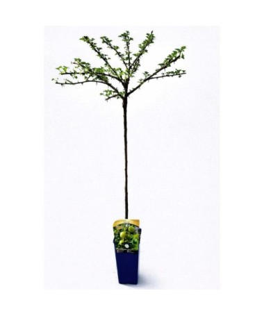 Groseillier à maquereau vert ‘Invicta’ C2 (plante greffée sur tige)