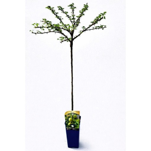 Groseillier à maquereau vert ‘Invicta’ C2 (plante greffée sur tige)