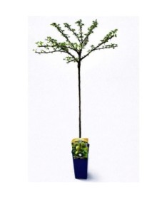 Groseillier à maquereau vert ‘Invicta’ C2 (plante greffée sur tige)