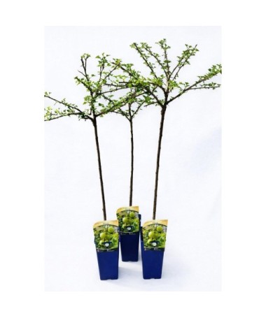 Groseillier à maquereau vert ‘Invicta’ C2 (plante greffée sur tige)