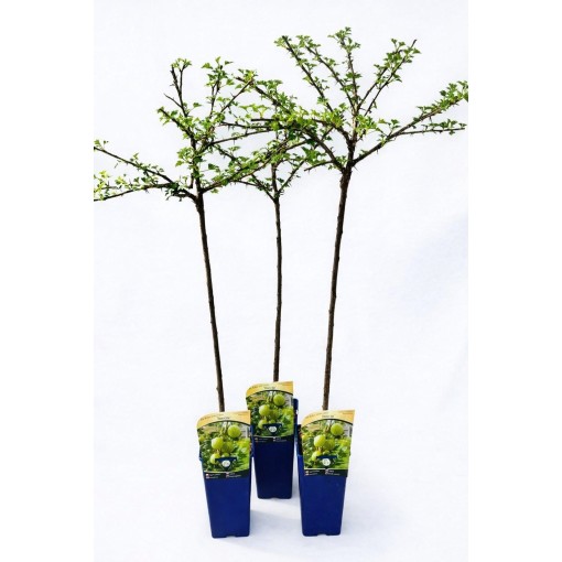 Groseillier à maquereau vert ‘Invicta’ C2 (plante greffée sur tige)