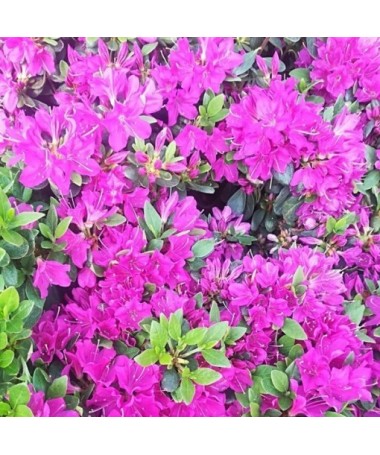 Rhododendron (Azalée) 'Geisho Purple'  C4