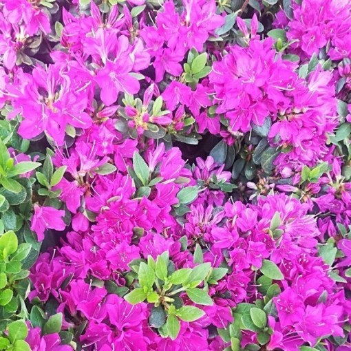 Rhododendron (Azalée) 'Geisho Purple'  C4