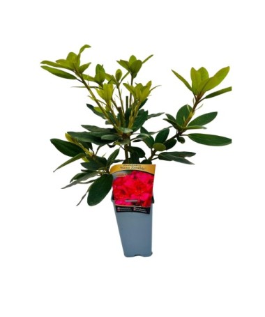 Rhododendron (Azalée) Nova Zembla pot, C4
