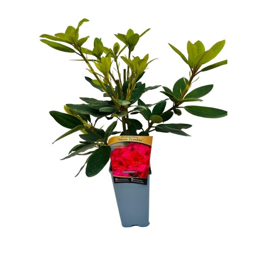 Rhododendron (Azalée) Nova Zembla pot, C4
