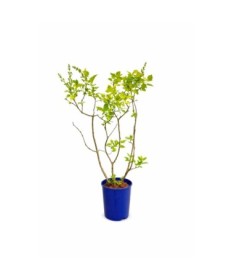 Lilak pospolity Aucubaefolia C4