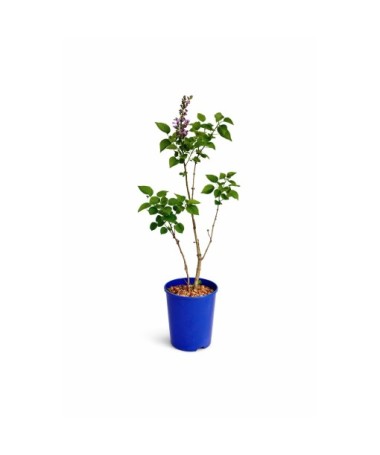 Lilas commun ‘Michel Buchner’ C4