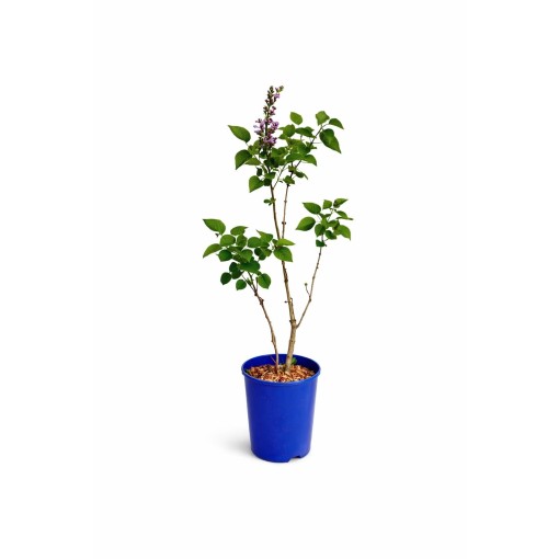 Lilas commun ‘Michel Buchner’ C4