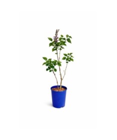 Lilas commun ‘Michel Buchner’ C4