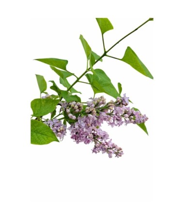 Lilas commun ‘Michel Buchner’ C4
