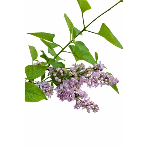 Lilas commun ‘Michel Buchner’ C4