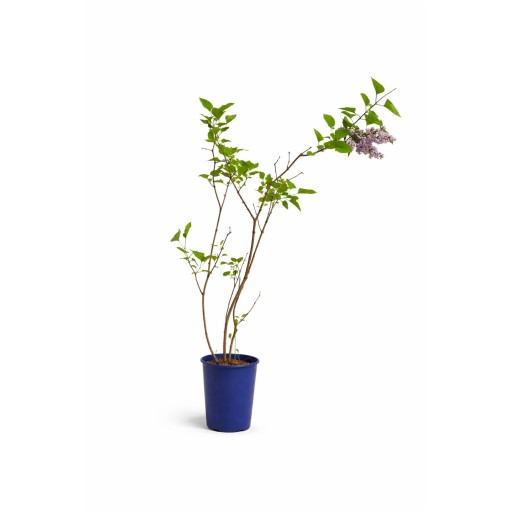 Lilas commun ‘Michel Buchner’ C4
