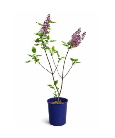 Lilas commun ‘Standard of Lenin’ C4