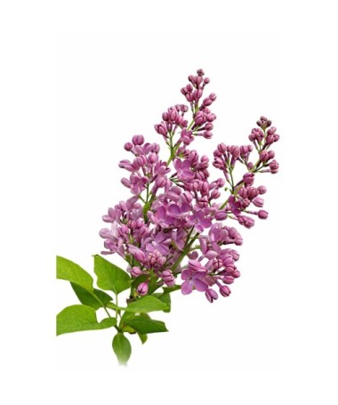 Lilas commun ‘Standard of Lenin’ C4