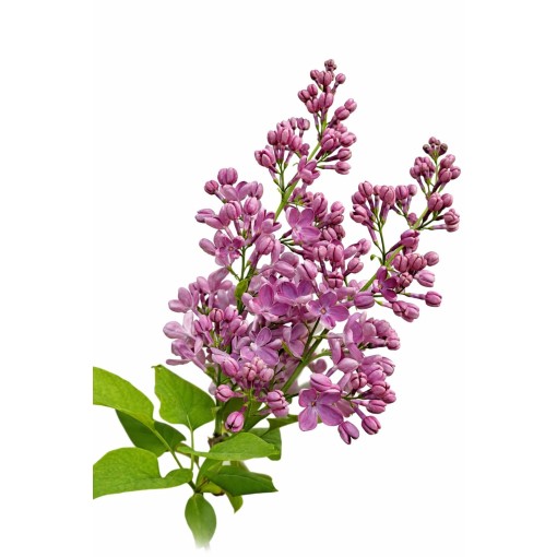 Lilas commun ‘Standard of Lenin’ C4