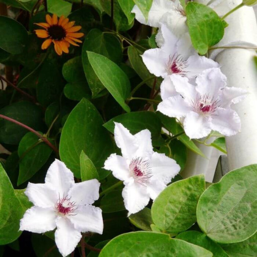 Clematis 'Maria Kaczyńska' pot de 4L