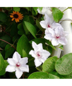 Clematis 'Maria Kaczyńska' pot de 4L