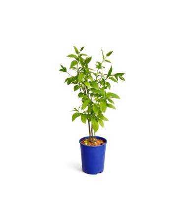 Lilas ‘Miss Canada’ C4