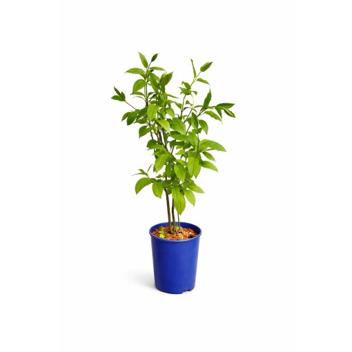 Lilas ‘Miss Canada’ C4