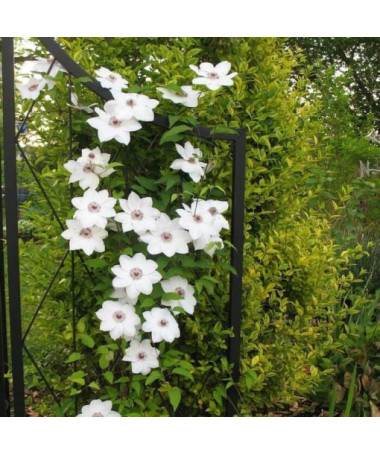 Clematis 'Maria Kaczyńska' pot de 4L