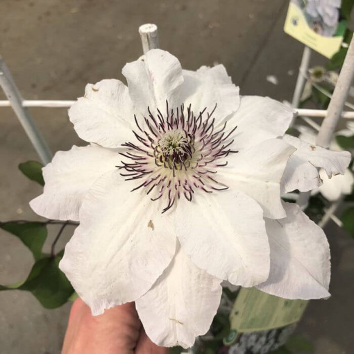 Clematis 'Maria Kaczyńska' pot de 4L