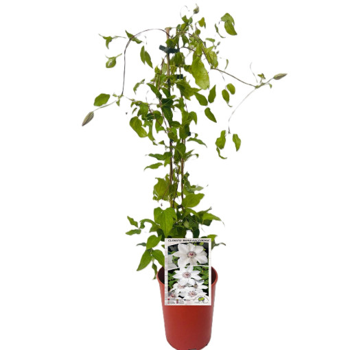 Clematis 'Maria Kaczyńska' pot de 4L