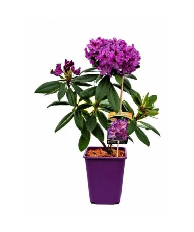 Rhododendron (Azalée) Catawbiense Grandiflorum cont. 6 L