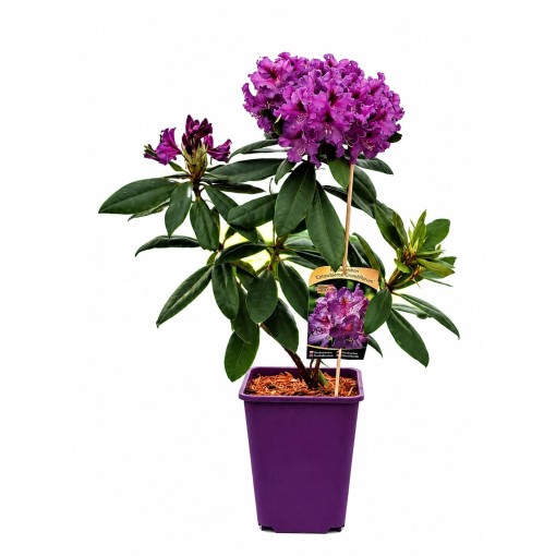 Rhododendron (Azalée) Catawbiense Grandiflorum cont. 6 L