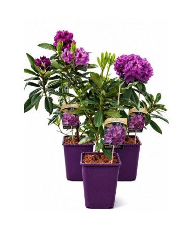 Rhododendron (Azalée) Catawbiense Grandiflorum cont. 6 L