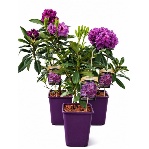 Rhododendron (Azalée) Catawbiense Grandiflorum cont. 6 L