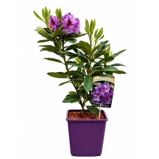 Rhododendron (Azalée) Catawbiense Grandiflorum cont. 6 L