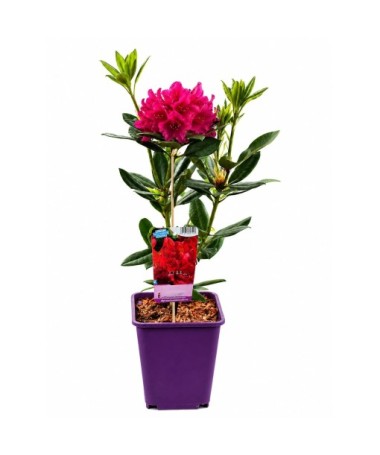 Rhododendron (Azalée) Prinz Karneval cont. 6 L