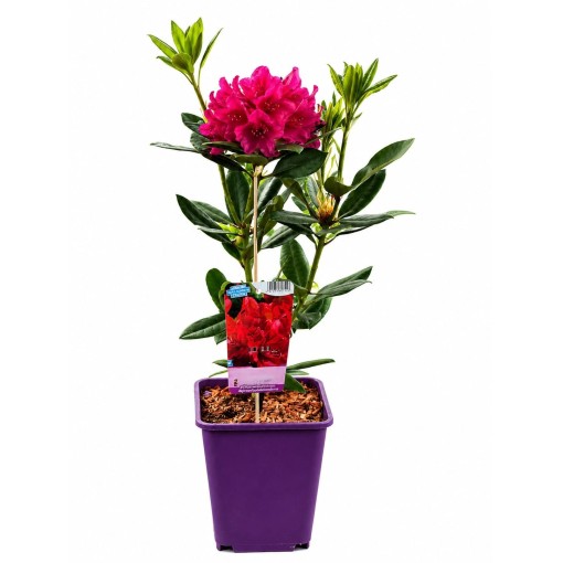 Rhododendron (Azalée) Prinz Karneval cont. 6 L