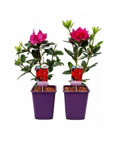 Rhododendron (Azalée) Prinz Karneval cont. 6 L