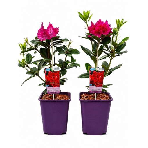 Rhododendron (Azalée) Prinz Karneval cont. 6 L