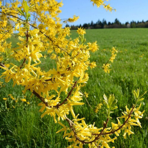Forsythia 'Flojor' P9/C1