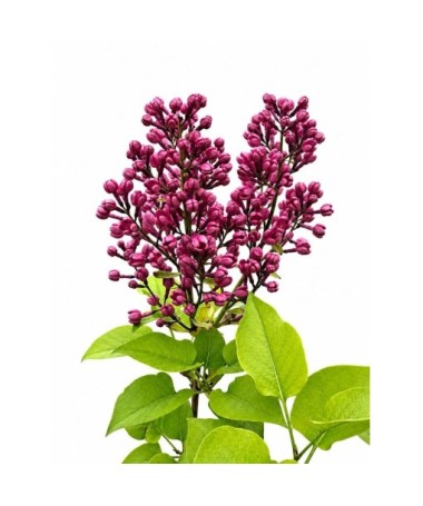 Lilas commun ‘Standard of Lenin’ C2