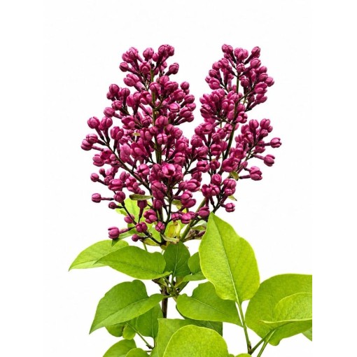 Lilas commun ‘Standard of Lenin’ C2