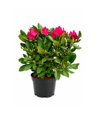 Rhododendron (Azalée)  Nova Zembla pot,C10