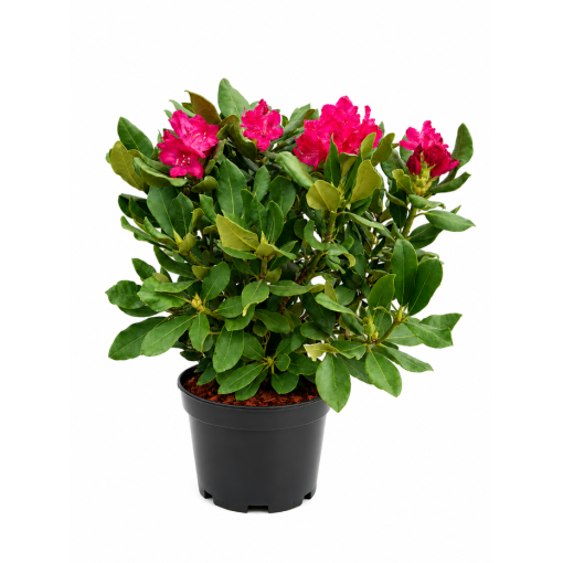 Rhododendron (Azalée)  Nova Zembla pot,C10