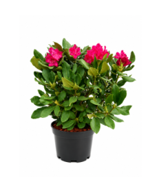 Rhododendron (Azalée)  Nova Zembla pot,C10