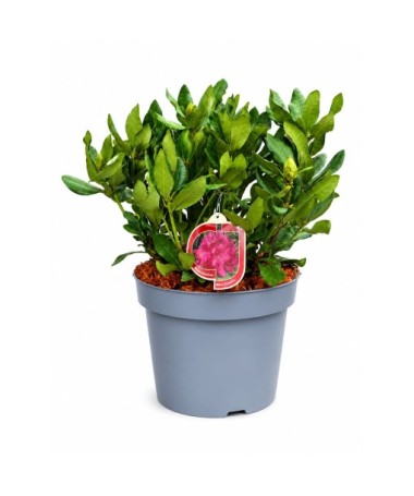 Rhododendron (Azalée)  Nova Zembla pot,C10