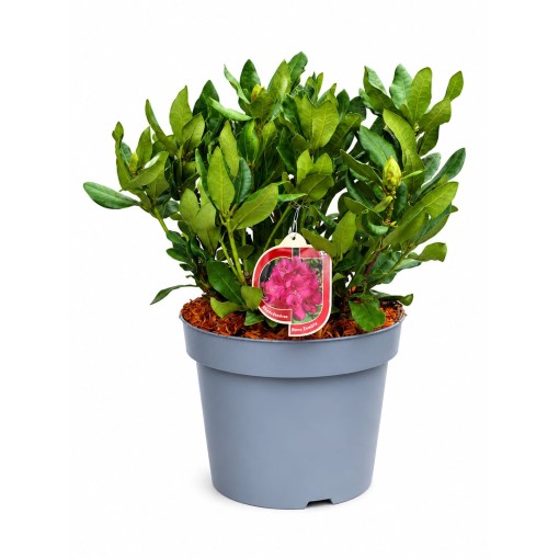 Rhododendron (Azalée)  Nova Zembla pot,C10