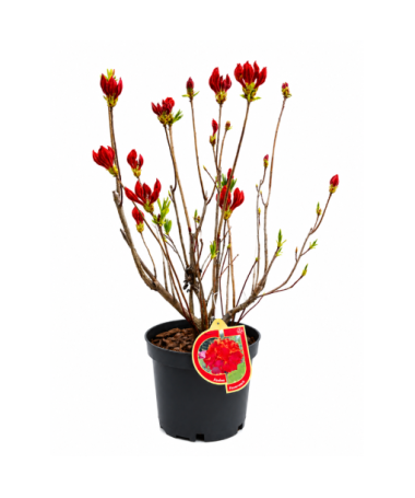 Rhododendron (Azalée) Feuerwerk pot,C10