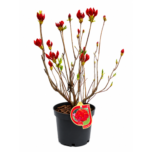 Rhododendron (Azalée) Feuerwerk pot,C10