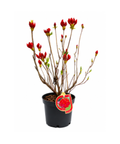 Rhododendron (Azalée) Feuerwerk pot,C10